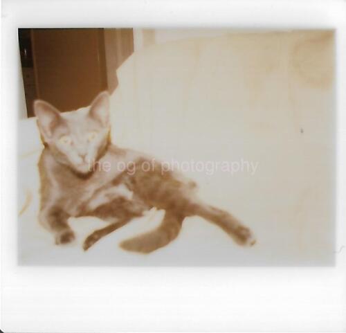 Kodak Cat FOUND PHOTOGRAPH Color ORIGINAL Snapshot VINTAGE 32 52 Q - Picture 1 of 1