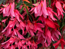 6 LRG Begonia Starshine Pink Plug Plants - Trailing Tub & Basket Flower PRE SALE