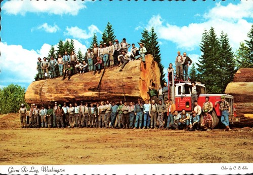 Vintage Postcard: Giant Fir Log in Washington State Logging Crew