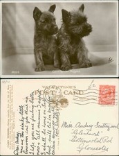 Cairn Terrie Puppies 5850/E Valentines Real Photo RP GB 1934 Cancel 