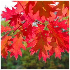 5 Red Oak Trees 1-2ft Tall Quercus Rubra Hedging Plants, Bright Autumn Colour