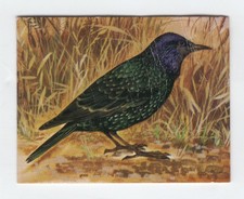 Greggs NZ aquatic birds 1974. Starling