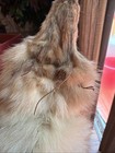 Vintage DeLauro Fur Co. Red Fox Pelt Mount Rug Taxidermy 27” San Francisco — photo 3
