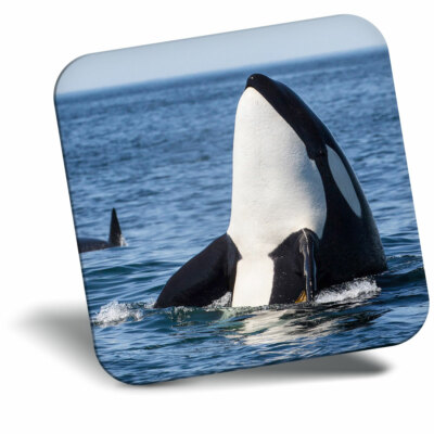 Toller Kühlschrankmagnet - Cool Ozean Killerwal Orca Cool Geschenk #14212