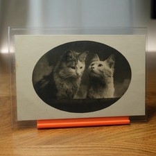 Zwei Katzen Porträt Kathreiners Malzkaffee Werbung ca. 1910 ugel. AK