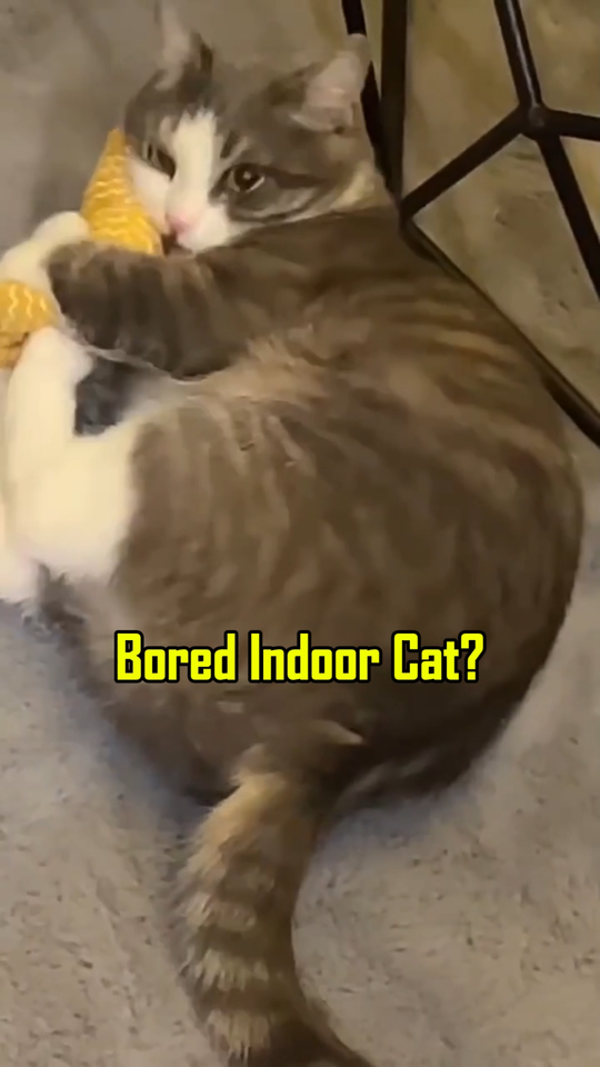 Catnip Fish Kicker Toy 3 Pack Plush Chew Toys for Indoor Cats | eBay