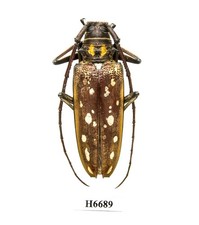 標本 Solomon Is Batocera lamondi 74mm Solomon Is Batocera lamondi 74mm 【公式通販】