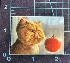 Tomato Floating with Cat Expression - Vinyl Sticker Decal Sticker Bomb Statement
