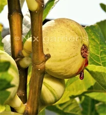 PANACHE or TIGER FIG - (2x) Cuttings