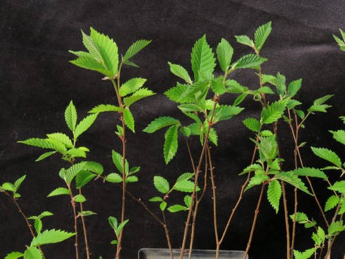 3 American Elm (Ulmus Americana) Sapling Trees An American Classic 8-12 inches