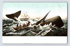 Sperm Whaling The Capture Pre-1907 Undivided Back Postcard Unposted