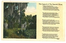 The Legend Of Spanish Moss Florida Postcard