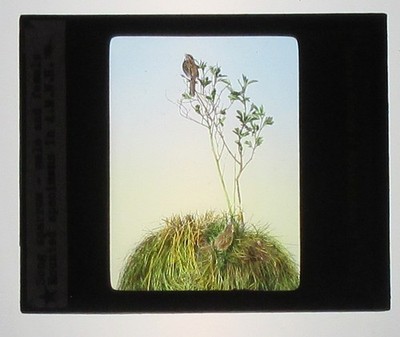 SONG SPARROW, MOUNTED SPECIMEN.HAND COLORED PHOTO ON GLASS.TINTED LANTERN SLIDE.