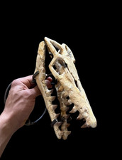 Impresionante cráneo de mosasaurio natural, Mosasaurus beaugei - cráneo de dinosaurio - reptil
