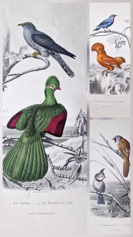 3 Gravures anciennes originale 1850 oiseaux Buffon Orbigny bird antique print - Photo 1/4