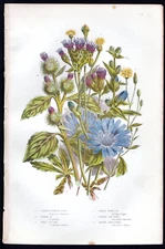 1889 Anne Pratt Antique Color Print Wild Succory, Common Burdock etc