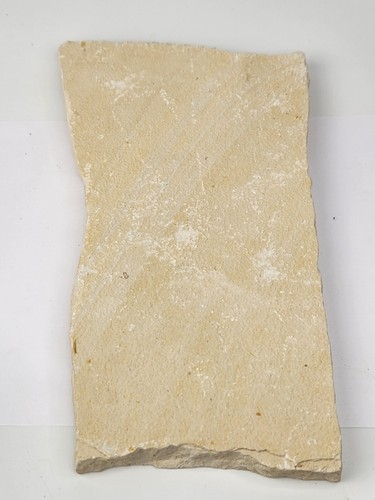 Diplomystus dentatus Fossil Fish - Split Fish Layer - Green River Fm. - WY - Picture 11 of 11