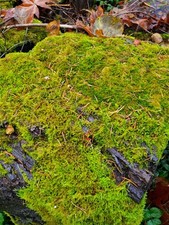Live Moss 8" 8" square for Terrarium Vivarium Garden for reptiles frogs insects.
