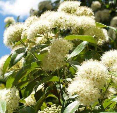 Backhousia citriodora, Lemon myrtle - 20 Sementes | eBay