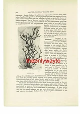 Pustule Star (Orange Comb Star On Reverse), Book Illustration (Print), c1916