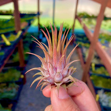 Ionantha Rosita Air Plant Small Variety RARE