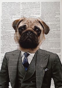 suit for pug