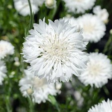 Tall White Bachelor Button Cornflower Seeds 200 Flower USA SELLER FREE SHIPPING