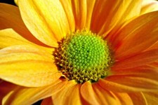 Fotografía de verano tesoro flor tesoro amarillo rojo Gazania Afrcan margaritas