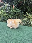 10 rare shetland hen hatching eggs — photo 4