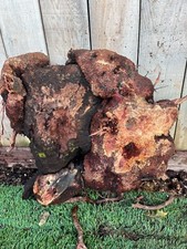 Manzanita Root Burl, amazing color and size. several available
