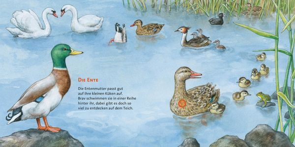 Thumbnail - Unsere Vögel / Hör Mal Band 4