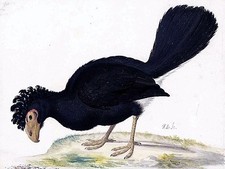 BLACK CURASSOW bird J. Bronckhorst Tile Mural Kitchen Backsplash Marble Ceramic