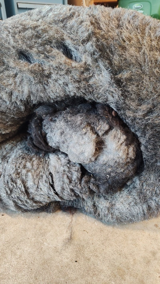 raw wool - Shetland fleece - gray/black/flecks of brown- felting - FREE SHIPPING - Image 3 of 4