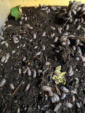 25 Powder Blue Isopods