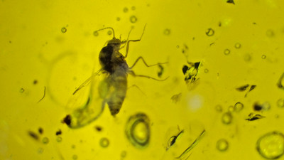 Exquisite Dominican Amber Collection with Rare Fossil Inclusions
