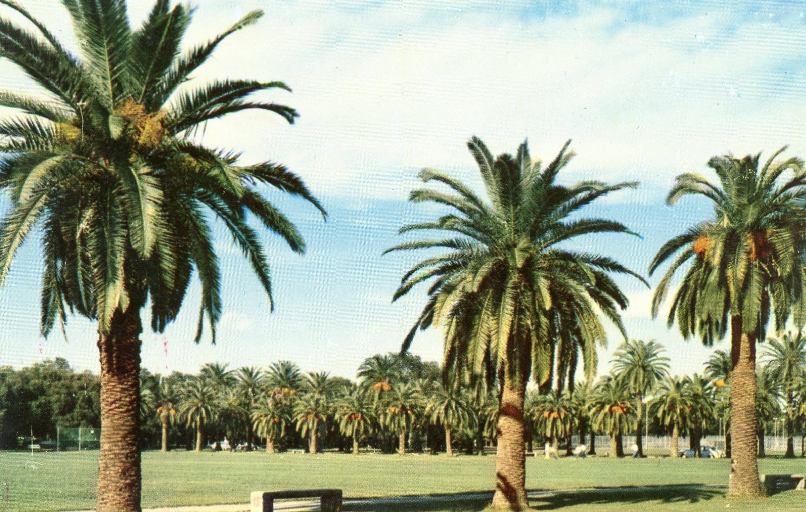City Park, Roadway Lined with Palm Trees, New Orleans, Louisiana --POSTCARD