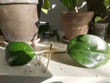 Hoya Fuscomarginata (Vittelina) Rooted Cutting Black Margin On Leaf