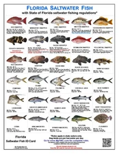 Saltwater Fish ID and Regulations Jumbo Card - Florida