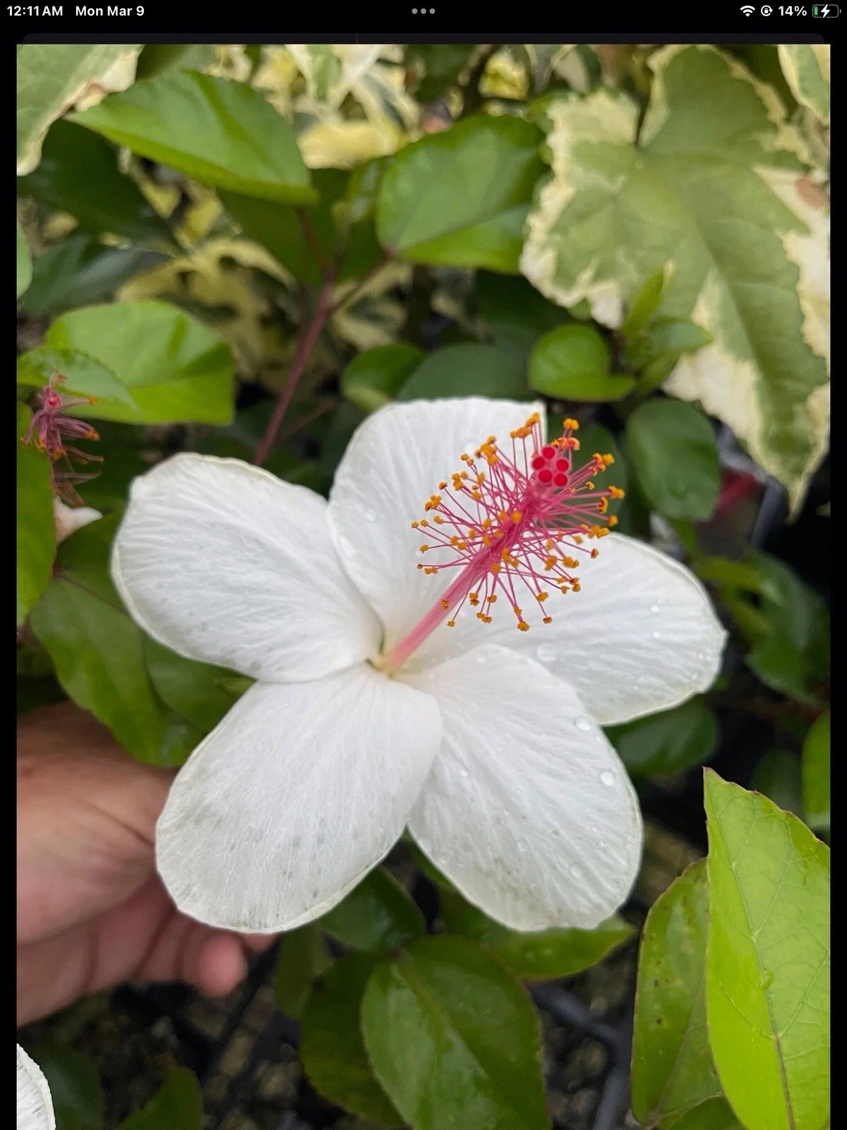 Hawaiian Hibiscus