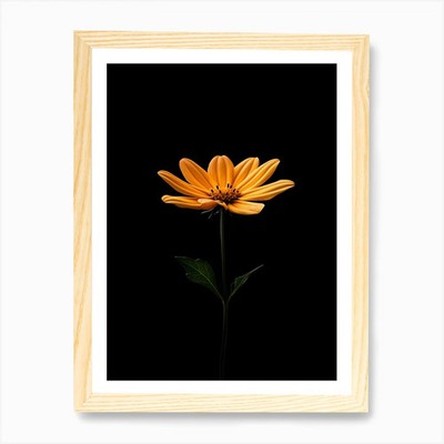 Einzelne orange Blume isoliert auf bl gerahmtes Wandbild Poster Leinwanddruck Bild