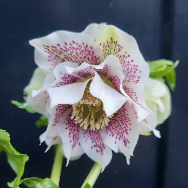 Helleborus