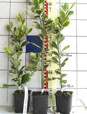 Ilex altacler. "Golden King"   -   gelbbunte Stechpalme