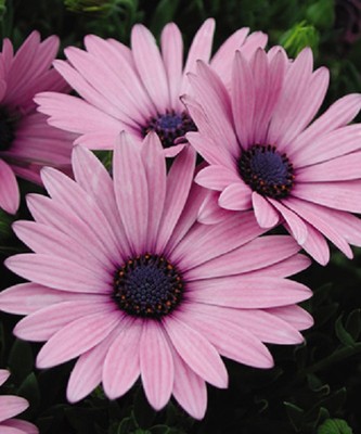 20+ Pink Osteospermum Flower Seeds – Perennial For Zones 8-11, Fresh This Year's Seeds, Easy-Grow Blooming Plant