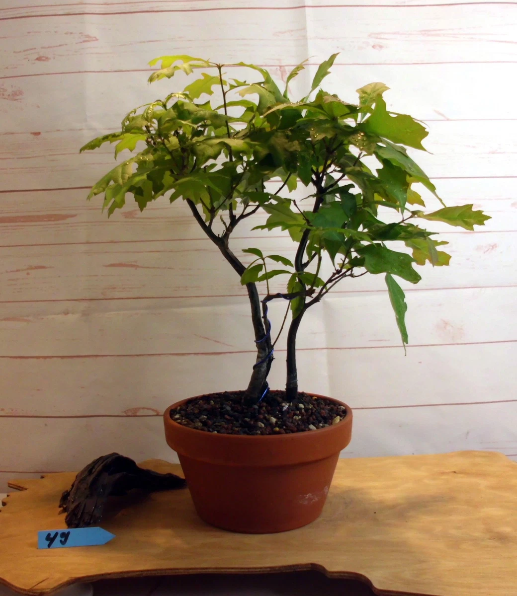 bonsai tree growing kit The Jonsteen Company Coast Redwood Seed Grow Kit