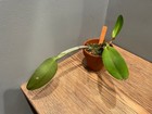 C. lueddemanniana `Kelly' Original Division Species Cattleya Orchid Plant — photo 3