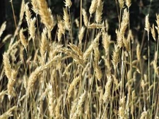 150 SWEET VERNAL GRASS Sweet Grass Vanilla Grass Anthoxanthum Odoratum Seeds