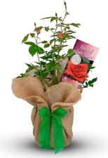 Special Son Rose Bush - Gift Wrapped with Huge Bow - Give a Living Gift