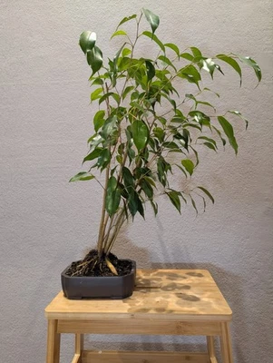 8 YEAR OLD INDOOR BONSAI 'BENJAMIN FICUS' IN PLASTIC BONSAI POT - image 1 of 4