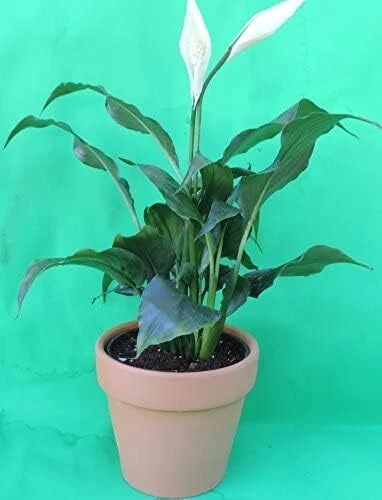 Peace Lily Spathiphyllum Live Plant Blooms Year Round White Flowers 4" Clay Pot