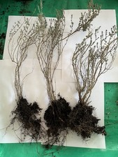 THYM 3 jeunes plants 🌱 Prêt à planter 🌿 Bouture du jardin 🍀 Culture naturelle